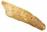 Juvenile Fossil Spinosaurus Tooth - Real Dinosaur Tooth #298403-1